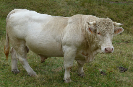 <p>Toro charolés en los puertos de Salvorón (Liébana, Cantabria). / <strong>Teofrasto820</strong></p>