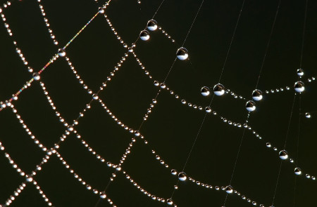 <p>Tela de araña. / <strong>Luc Viatour</strong></p>