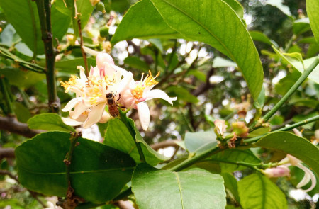 <p>Una abeja en una flor de azahar. / <strong>S.G.</strong></p>