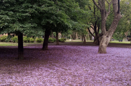 <p>Jacarandá en Buenos Aires. /<strong> S. G. </strong></p>