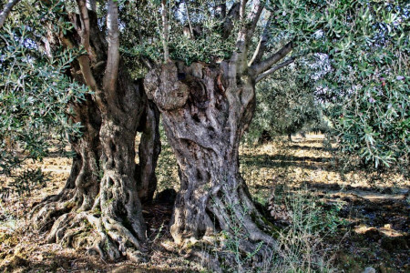 Olivos en el campo andaluz. (photo: Pixabay.)