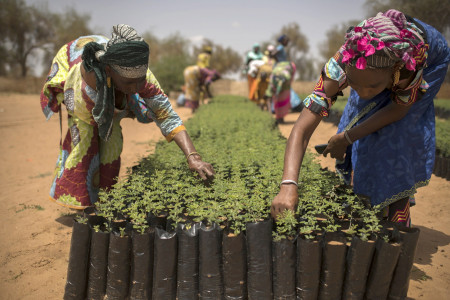 <p>Mujeres trabajando en un semillero en Senegal. </p>