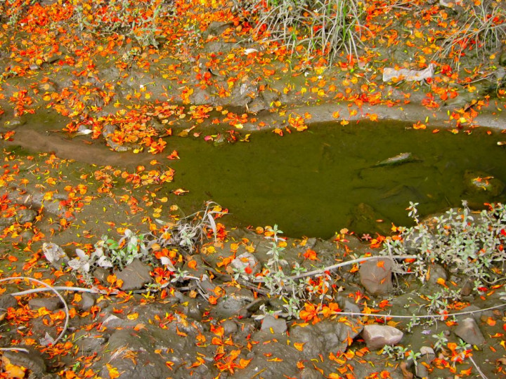 Flores de flamboyán (Delonix regia), Kinshasa.