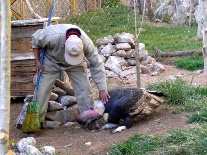 Simón y el Felipe, Zoo Municipal Andino de Oruro, Bolivia.