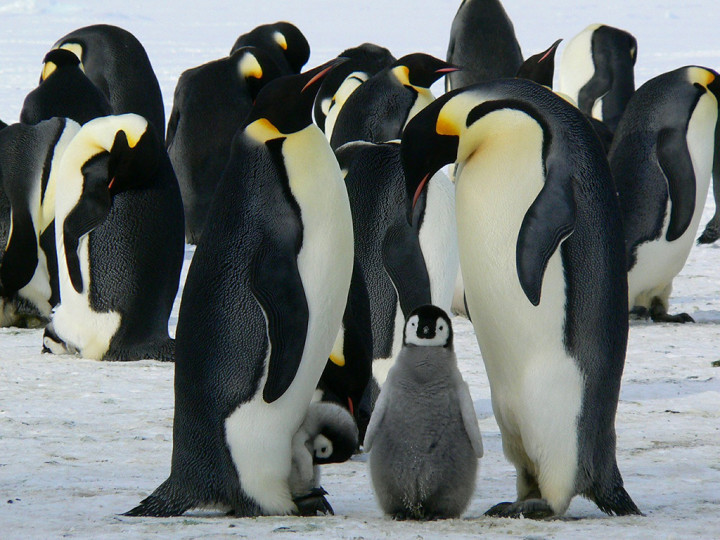 <p>Familia de pingüinos en el hemisferio sur.</p>