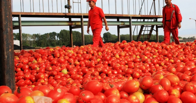 <p>El tomate chino es recogido a destajo en los campos de Sichuán.</p>
