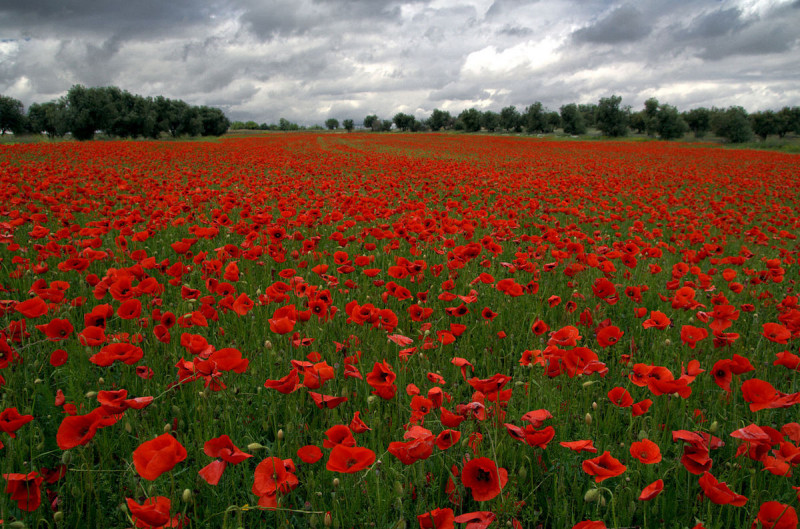 <p>`Amapolas en Valdemoro´.</p>