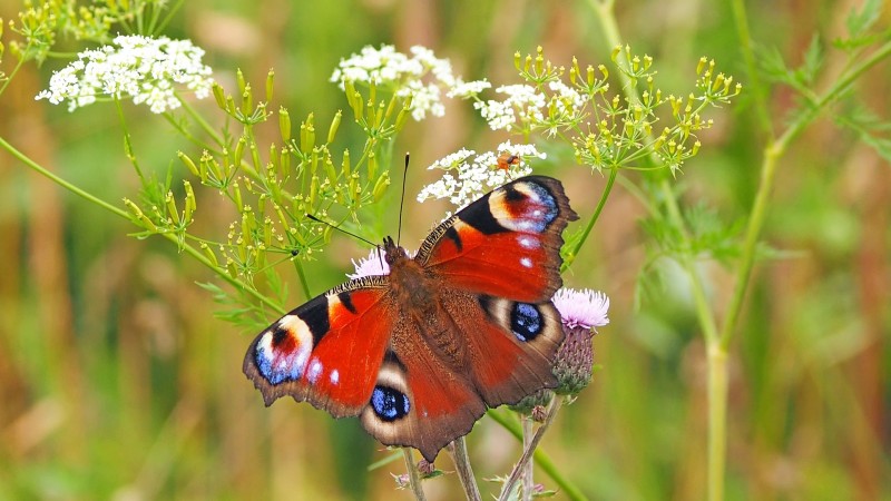 <p>Mariposa pavo real.</p>