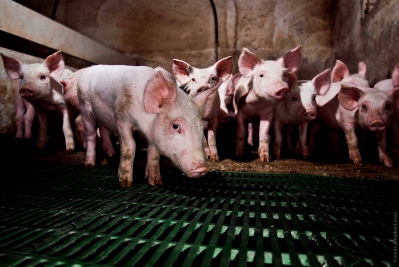 <p>Imagen de una granja de cerdos, en Toledo.</p>