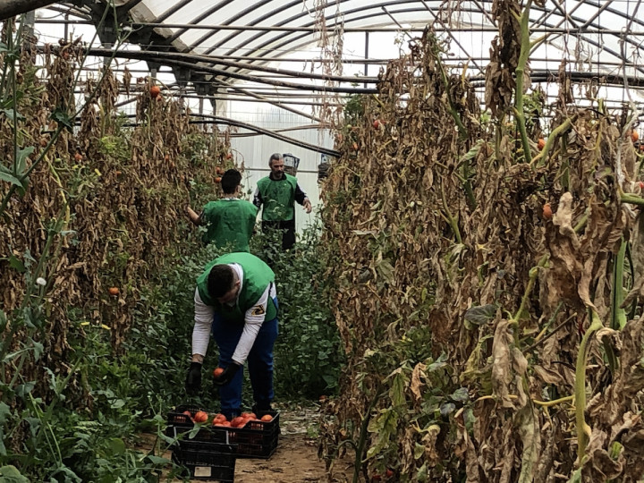 <p>Voluntarios recogen tomates en un invernadero a las afueras de Barcelona.</p>