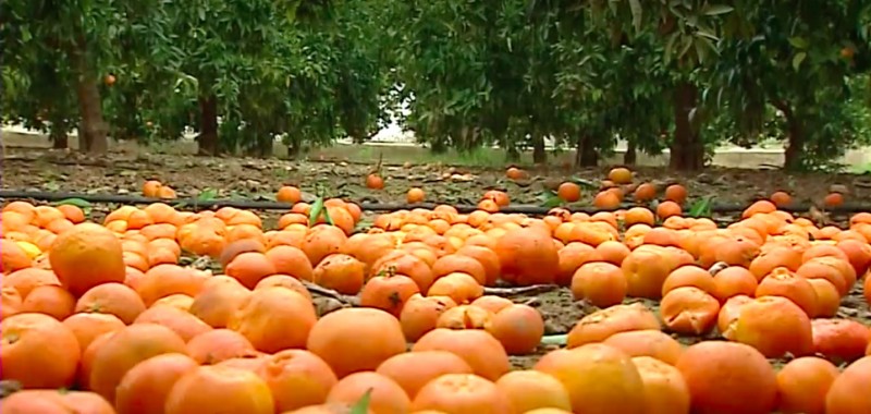 <p>Naranjas. </p>