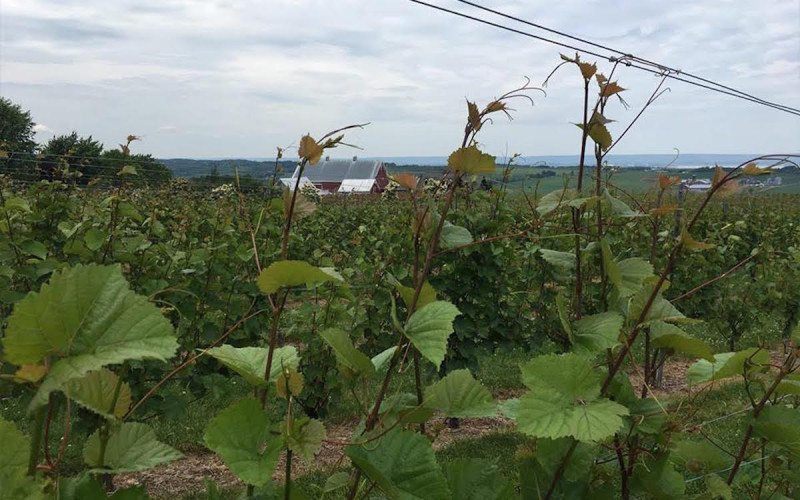 <p>Viñedo en el valle de Annapolis, Canadá.</p>