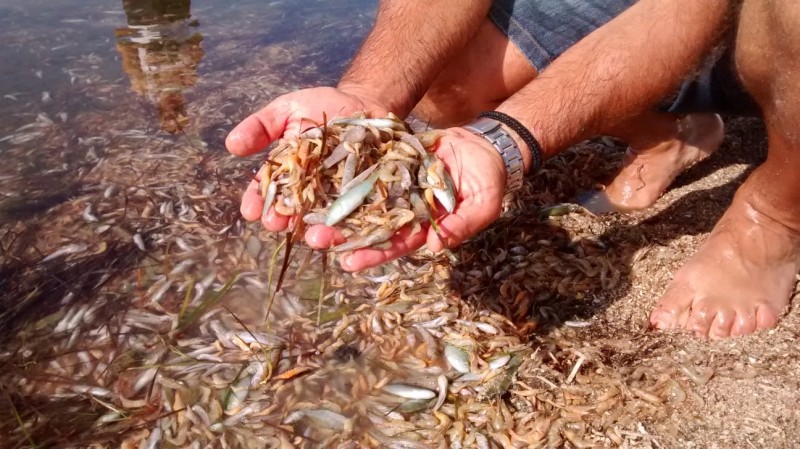 <p>Peces y crustáceos muertos en el Mar Menor el pasado 14 de octubre.</p>