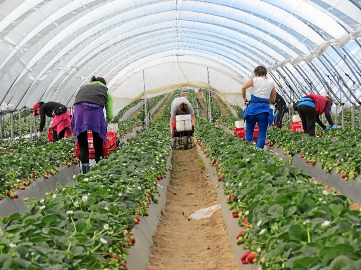 <p>Mujeres trabajando en un invernadero. </p>