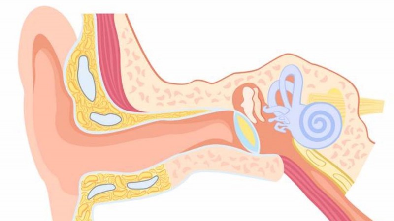 <p>Basic anatomy of the human ear</p>