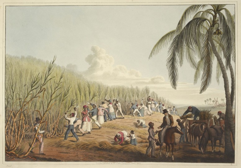 <p>Esclavos cortan caña de azúcar en una plantación de la Antigua (1823).</p>