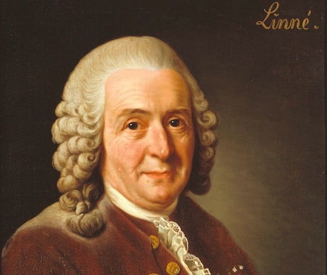 <p>Carlos Linneo, retratado por Alexander Roslin, en 1775.</p>