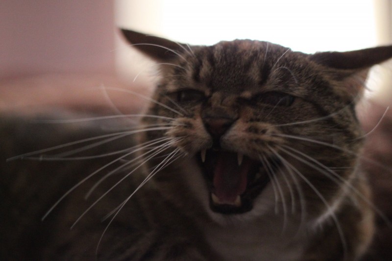 <p>Gato enfadado.</p>