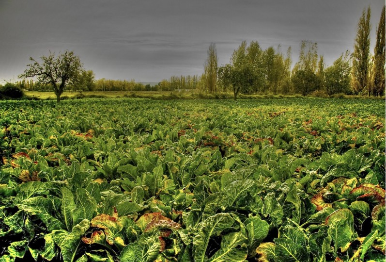 <p>Huerta en Palencia. </p>