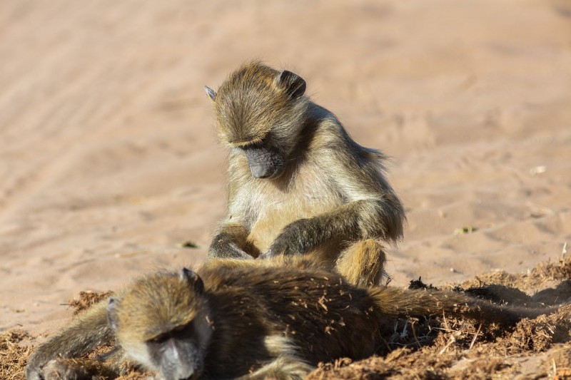 <p> Babuino chacma en el parque nacional de Chobe (Botsuana).</p>