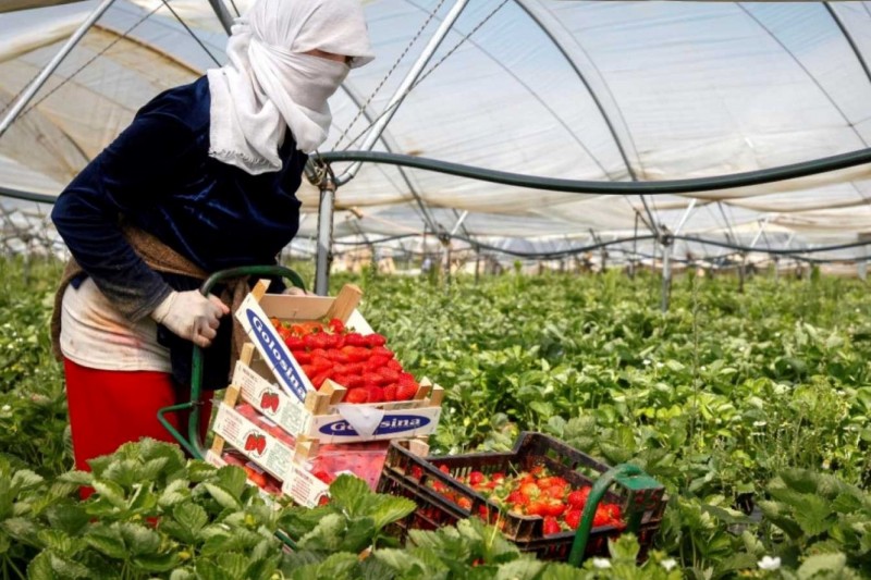 <p>Una mujer recoge fresas en un invernadero de Huelva.</p>