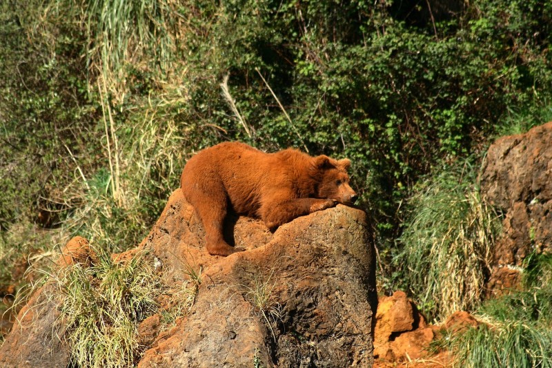 <p>Oso joven descansa sobre un peñón calizo en el Parque de la Naturaleza de Cabárceno (Cantabria).</p>