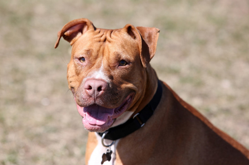 <p>Un pitbull de nariz roja.</p>