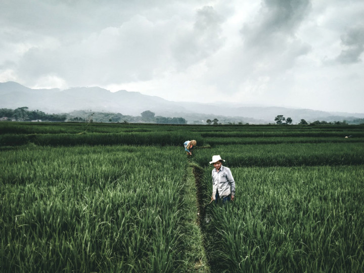 <p>Campesinos cultivan arroz en Cikancung (Indonesia).</p>
