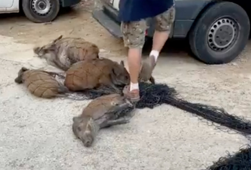 <p>Fotograma de un vídeo donde se ve una captura de jabalíes en Collserola. </p>