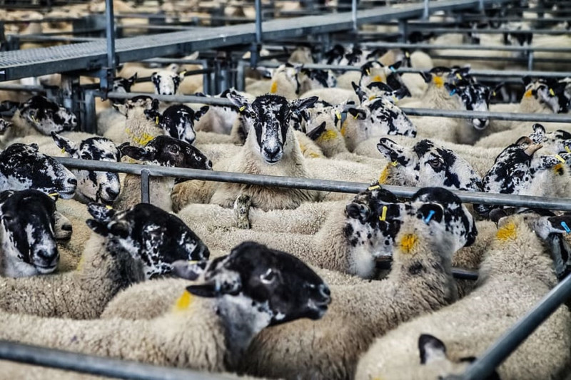 <p>Ovejas grises en una instalación de ganadería intensiva.</p>