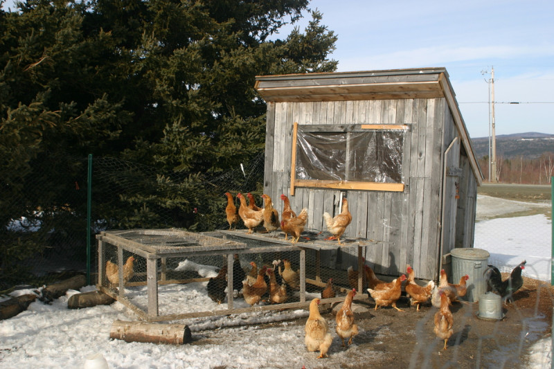 <p>Un gallinero en invierno.</p>