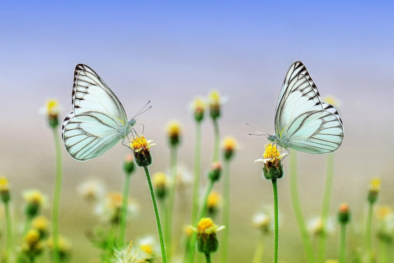 <p>Dos mariposas sobre las flores.</p>