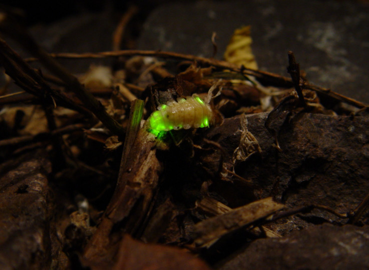 <p>Una hembra de luciérnaga fotografiada en Alemania.</p>