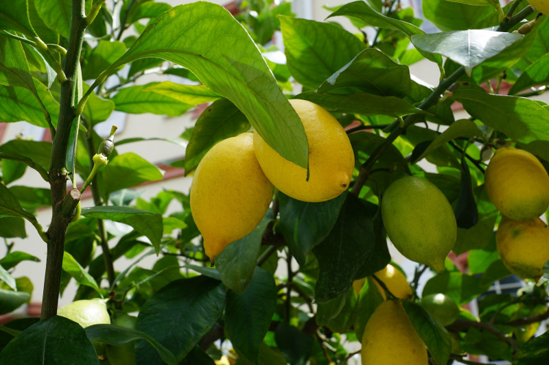 <p>Limonero común, justo antes de la recogida. </p>