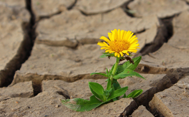 <p>Imagen de una flor creciendo entre las grietas de la tierra reseca. </p>