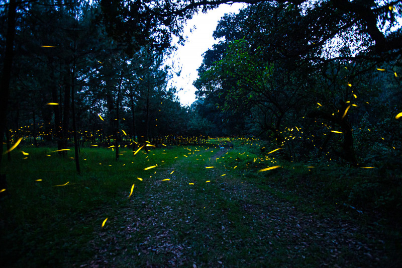 <p>Luciérnagas volando en el Bosque Esmeralda, en México. / <strong>Subsecretaría de Turismo. Estado de México</strong></p>