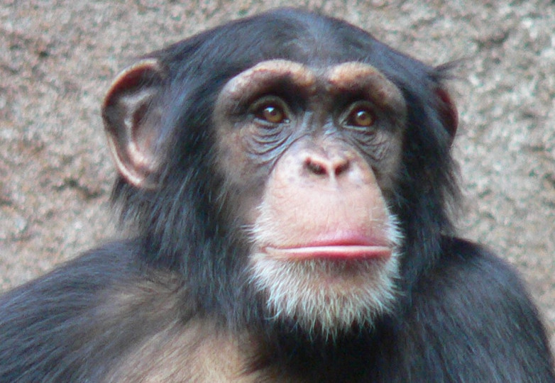 <p>Imagen de un chimpancé en el zoológico de Leipzig, Alemania. / <strong>Thomas Lersch</strong></p>
