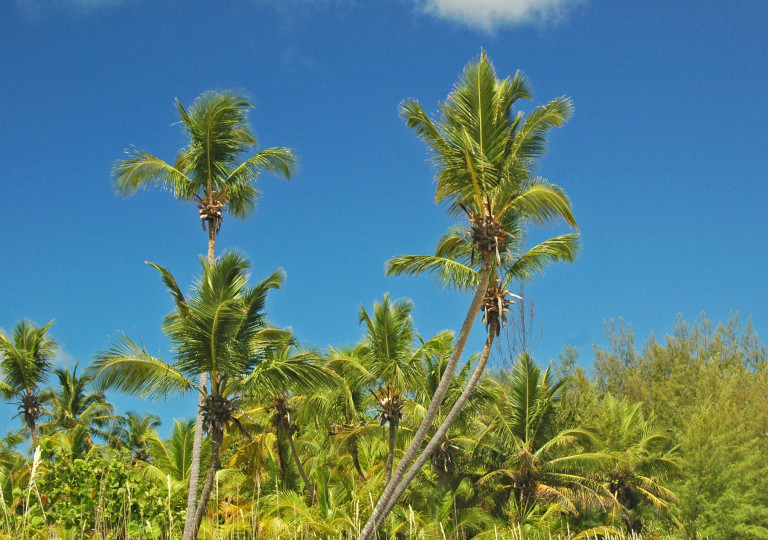 <p>Imagen de recurso de una plantación de cocoteros. / <strong>James St. John</strong></p>