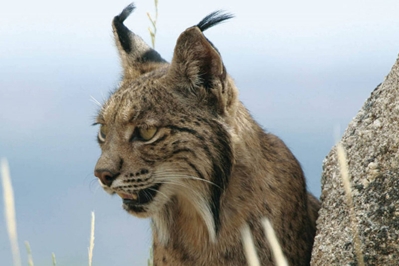 <p>Lince ibérico. / <strong>Life LynxConnect</strong></p>