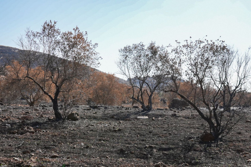 <p>Olivar quemado por bombas de fósforo blanco en Aita Al Chaab, pueblo fronterizo en el sur del Líbano. Imagen tomada en noviembre de 2023.  / <strong>Jihad Jneid</strong></p>