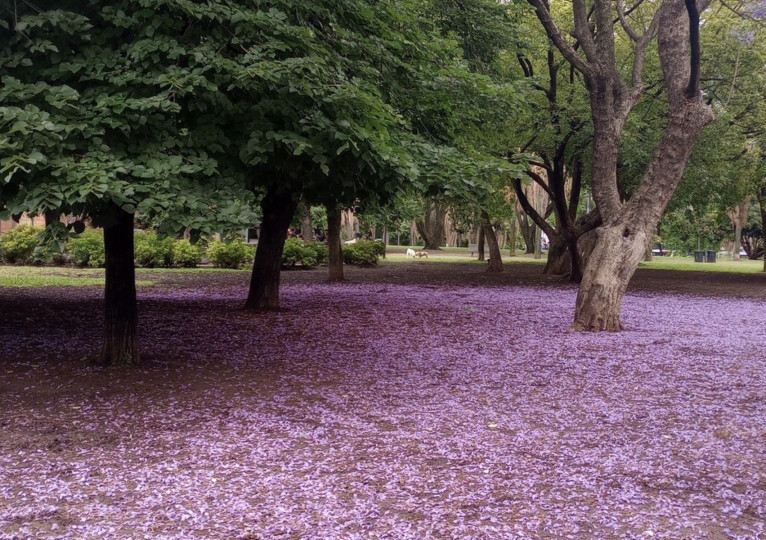 <p>Jacarandá en Buenos Aires. /<strong> S. G. </strong></p>