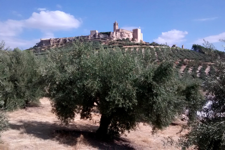 <p>Vista de la fortaleza de La Mota, desde el olivar junto al cementerio. / O. L.</p>