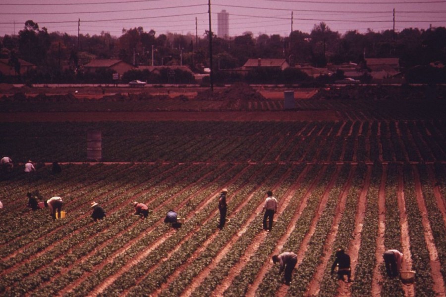 <p>Imagen de archivo de braceros trabajando en los campos del sur de California, 1970. </p>