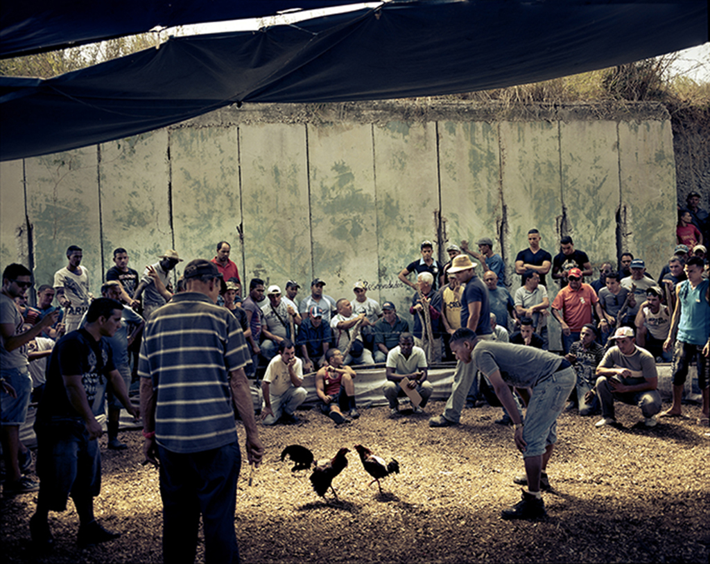 La pelea de gallos se celebra en un búnker antiaéreo, para evitar el control policial. La pelea no está prohibida, las apuestas sí.