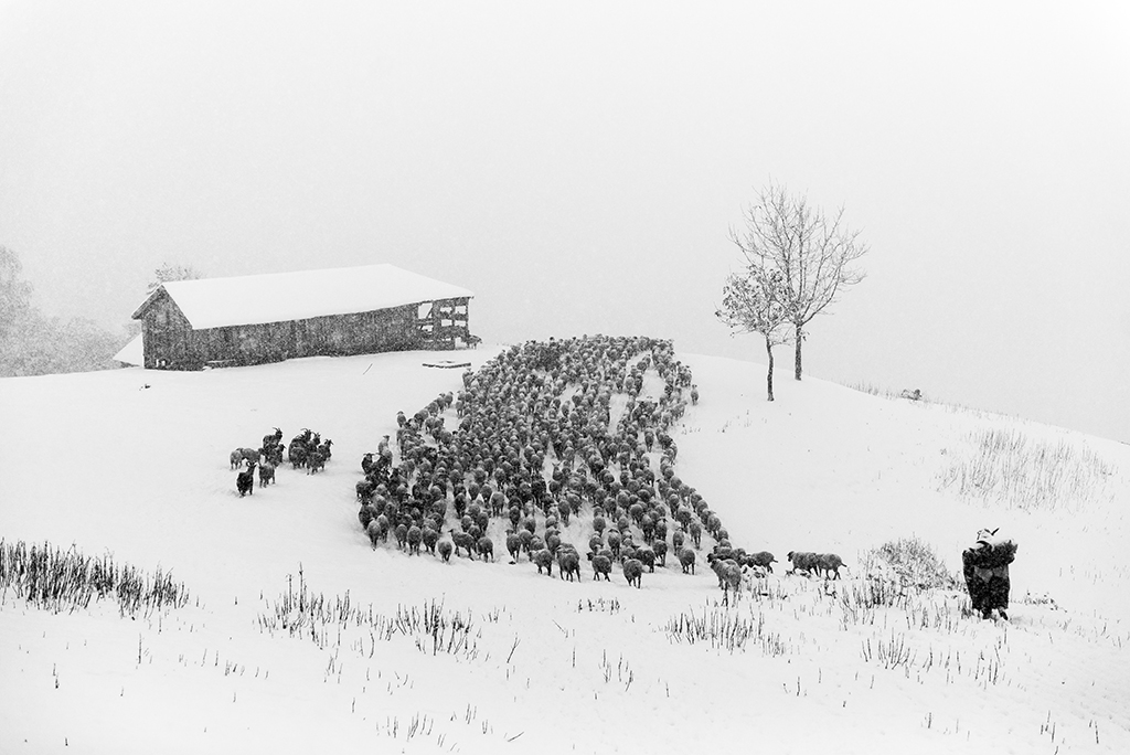 Hosain Nazari ha fotografiado a los pastores del norte de Irán que viven la mayor parte del año en las montañas con sus rebaños.