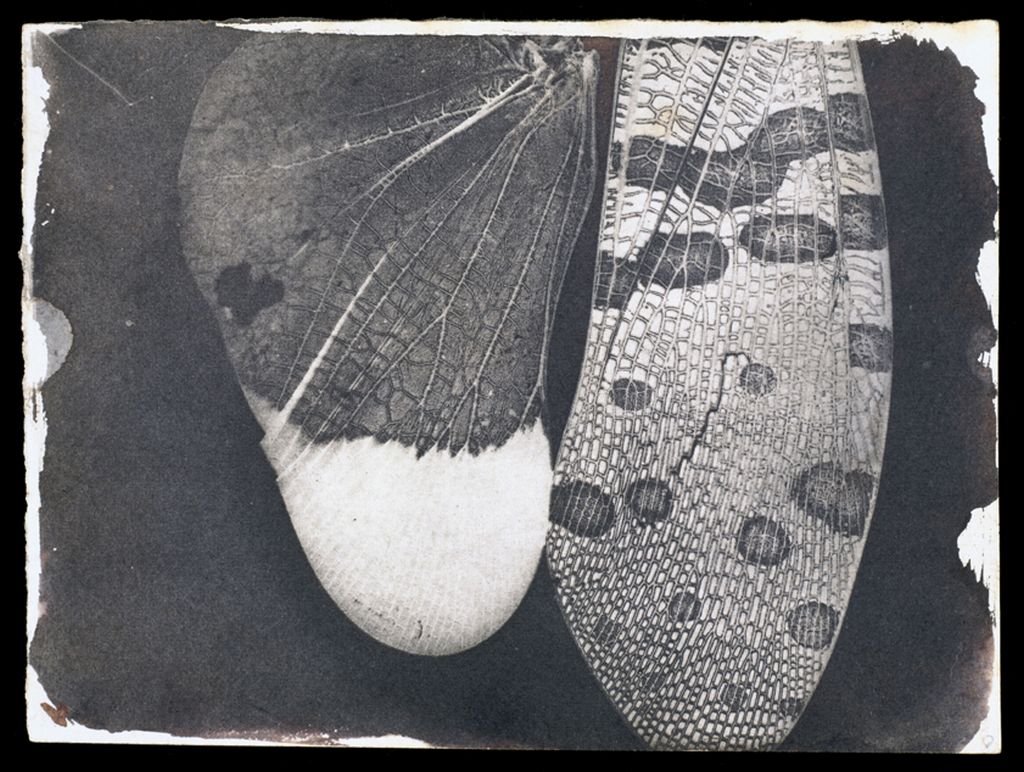 Alas de insectos, c. 1840, William Henry Fox Talbot © National Media Museum, Bradford /SSPL.