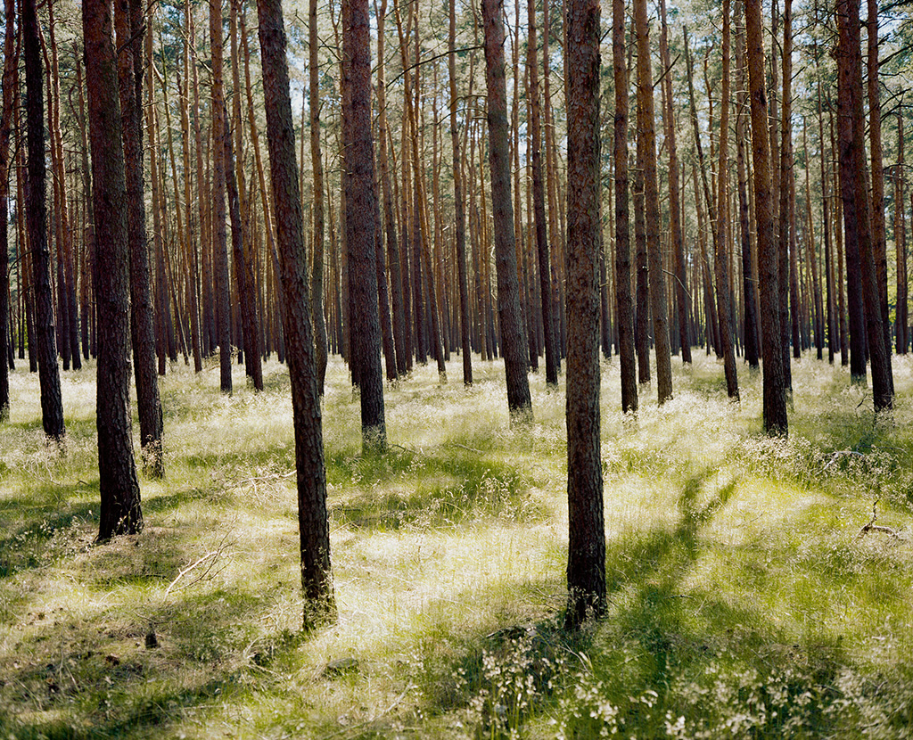 Bosque en Brandenburgo, Alemania, 2014.