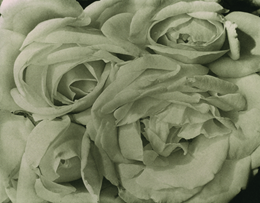 <p>Rosas, 1924.</p>