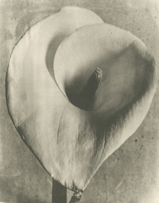 <p>Calla Lily, 1924-26.</p>