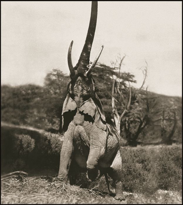 <p>Geranuk. Un lefante intenta alcanzar la última rama de un árbol en Kenia, 1960.</p>